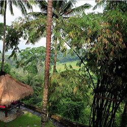 membuat-hutan-mini-di-rumah