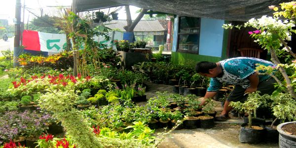 inilah-tanaman-yang-tak-repot-perawatannya