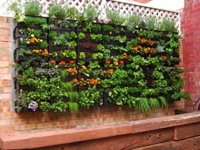 membuat-desain-taman-vertikal-di-rumah-yang-simple-dan-cantik