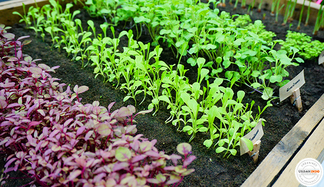 cara-membuat-kebun-minimalis-1-m²-di-rumah-desain-hingga-bibit-pilihan