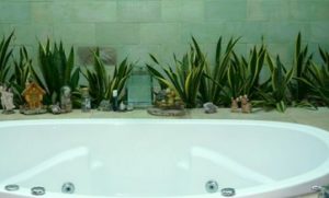 4-jenis-tanaman-pemanis-di-kamar-mandi